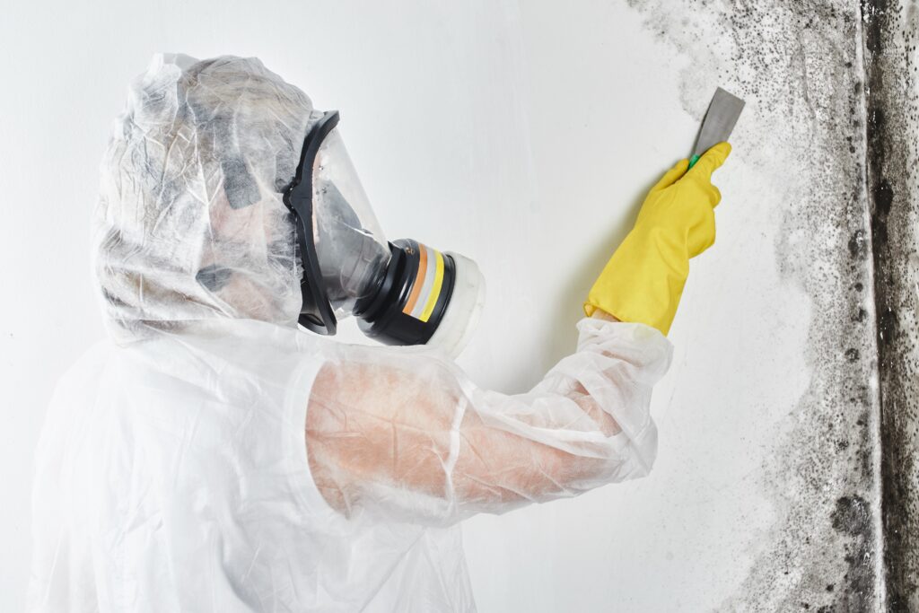 Mold Removal Service